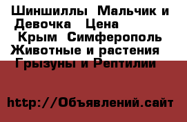 Шиншиллы. Мальчик и Девочка › Цена ­ 3 000 - Крым, Симферополь Животные и растения » Грызуны и Рептилии   